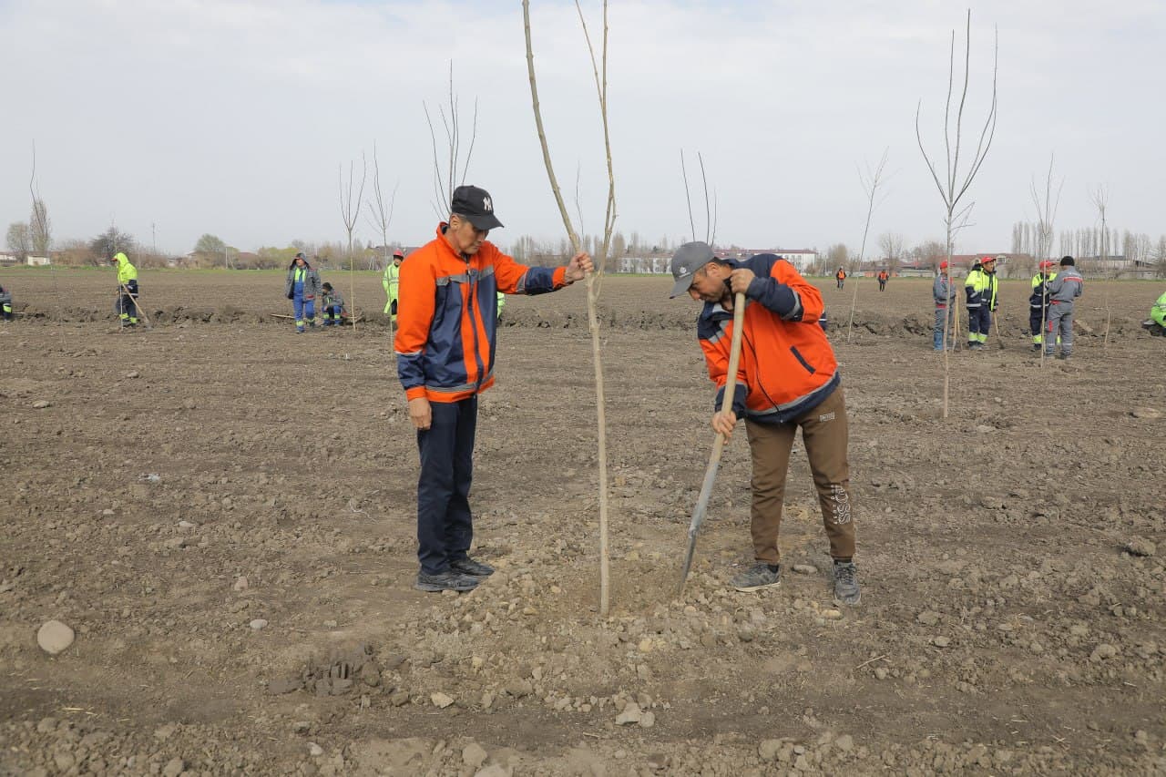 “Green belts” are being created in Tashkent city