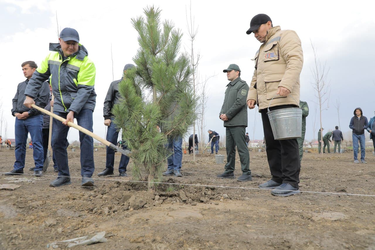 “Green belts” are being created in Tashkent city