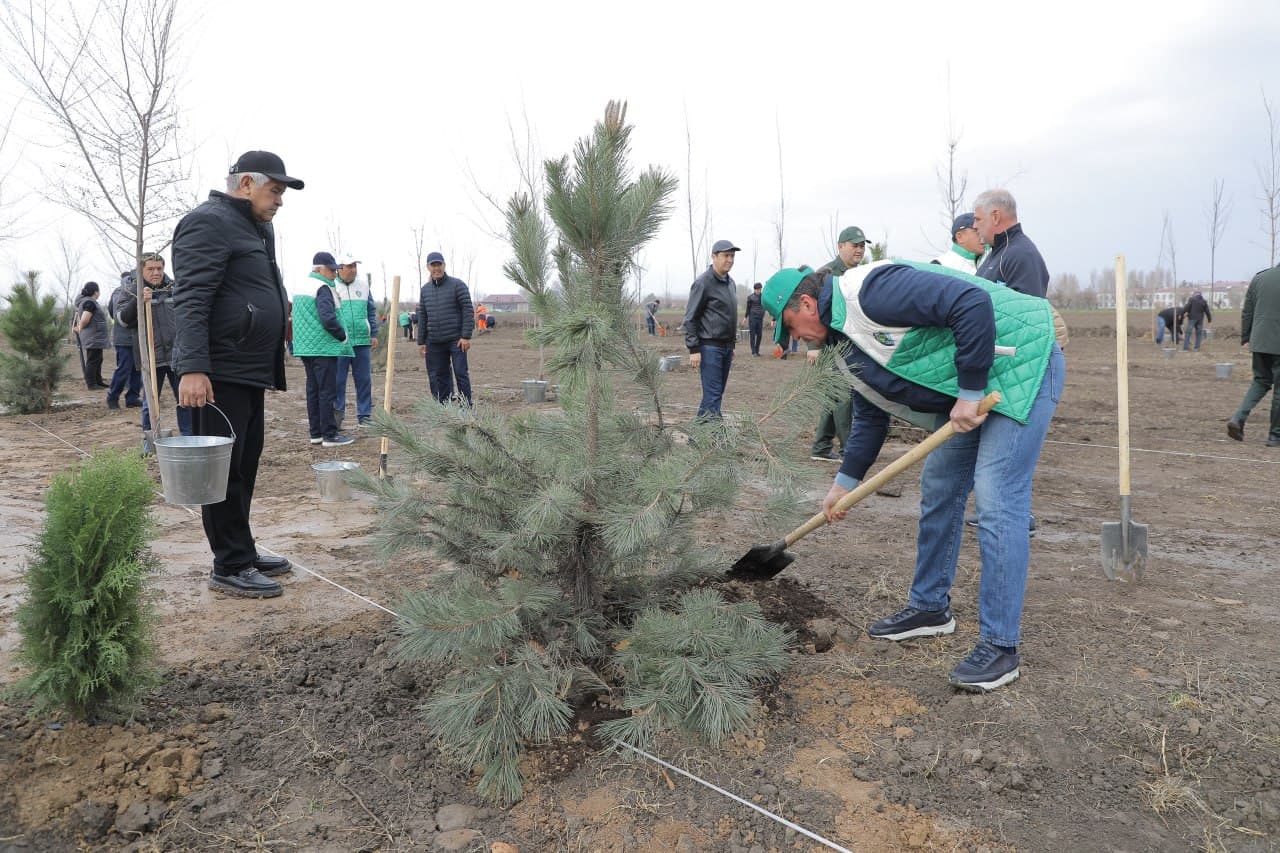 “Green belts” are being created in Tashkent city