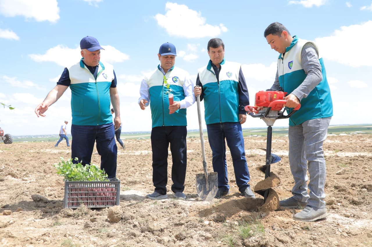 Pistachio plantations are being established in Samarkand