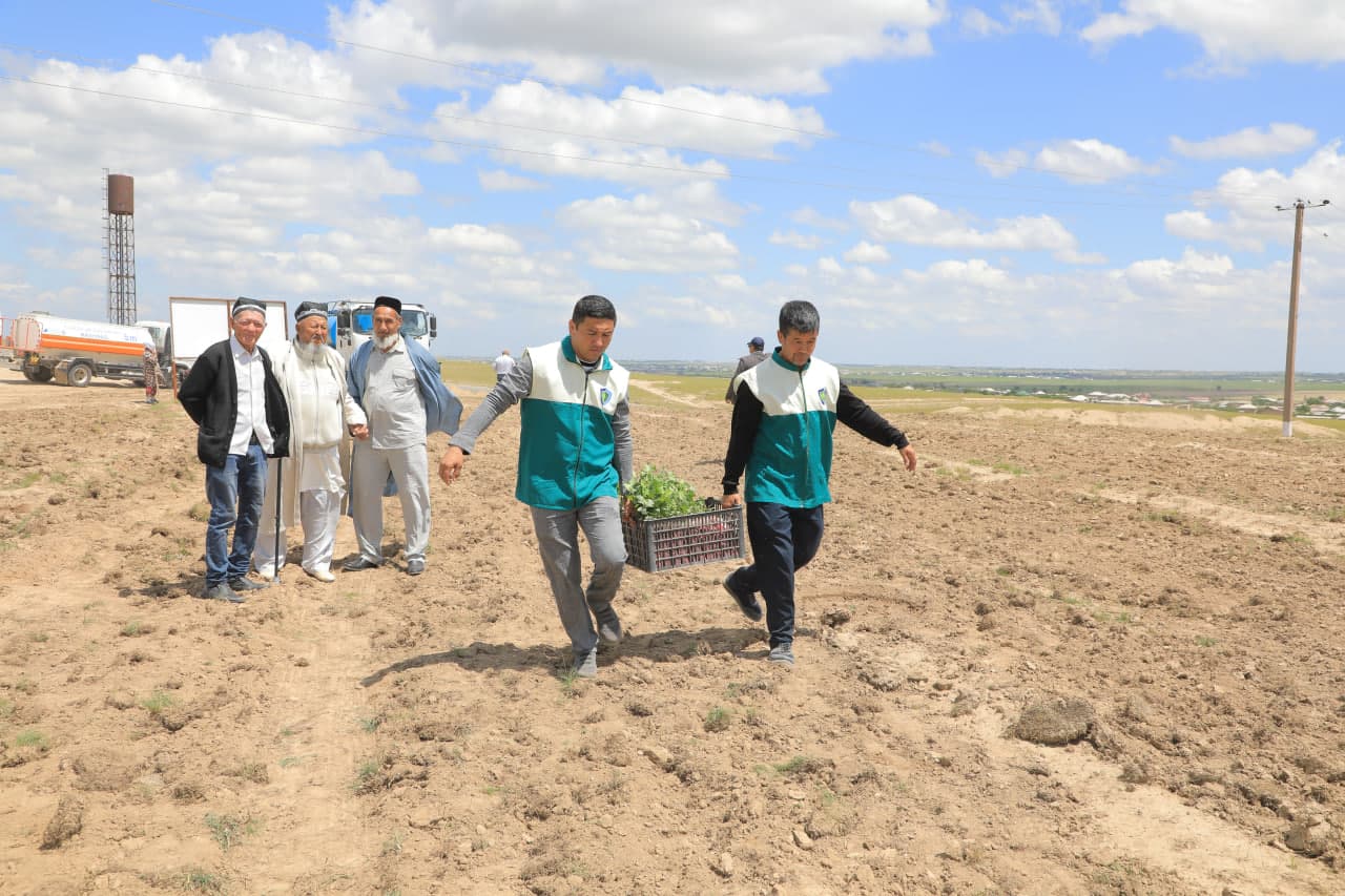 Pistachio plantations are being established in Samarkand