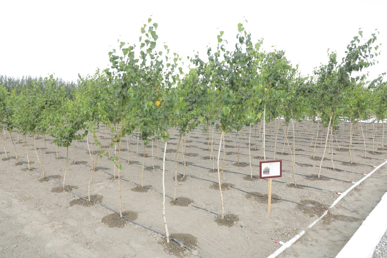 Uzbekistan to Expand Modern Intensive Methods of Seedling Production