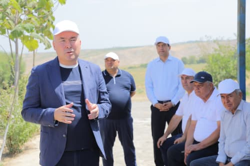 Pavlovniya plantatsiyalari - Andijonning chinakam yashil hududiga aylanmoqda