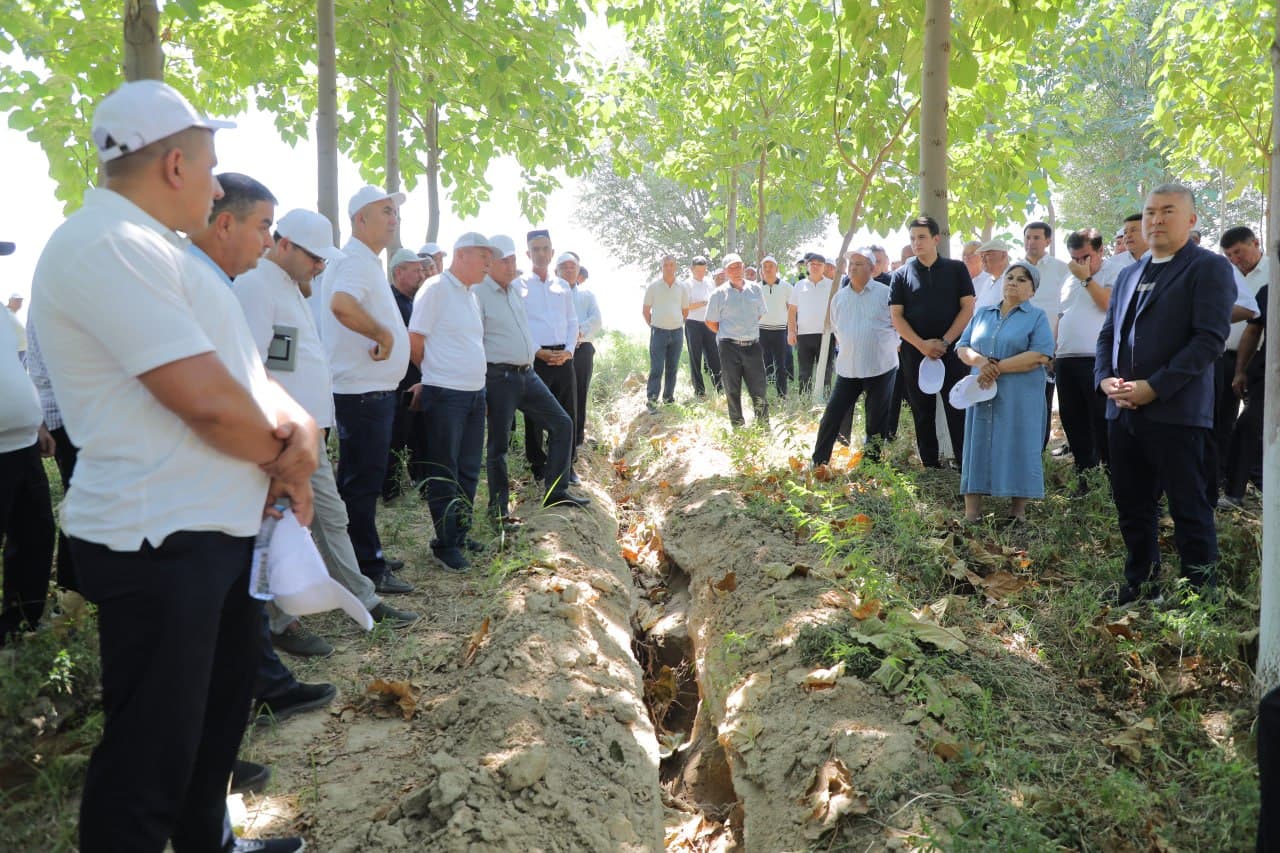 Paulownia Plantations Are Turning into a Truly Green Area of Andijan