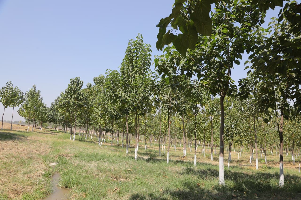 Paulownia Plantations Are Turning into a Truly Green Area of Andijan