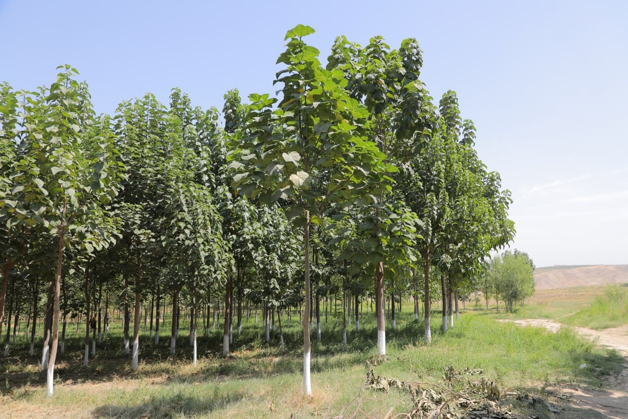 Paulownia Plantations Are Turning into a Truly Green Area of Andijan