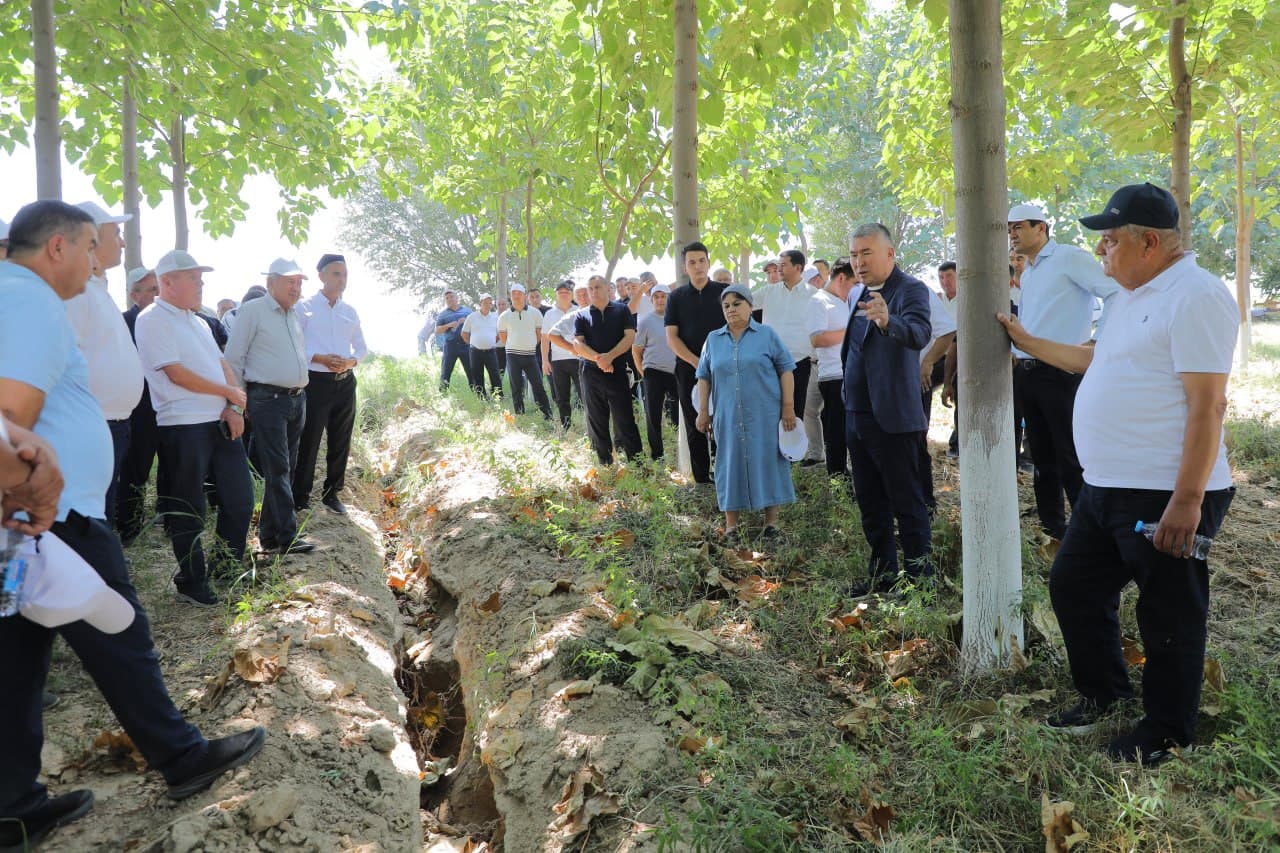 Paulownia Plantations Are Turning into a Truly Green Area of Andijan