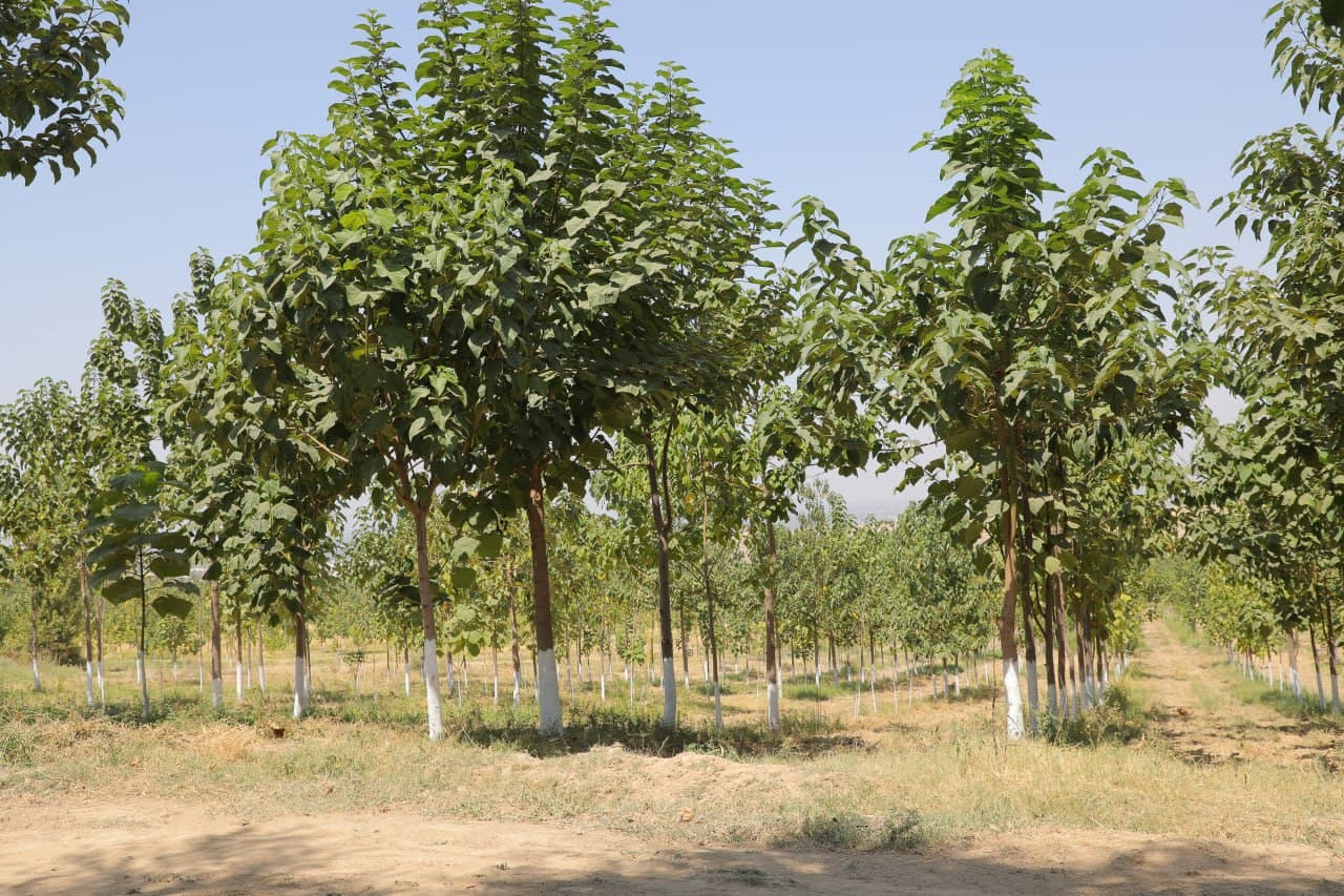 Paulownia Plantations Are Turning into a Truly Green Area of Andijan