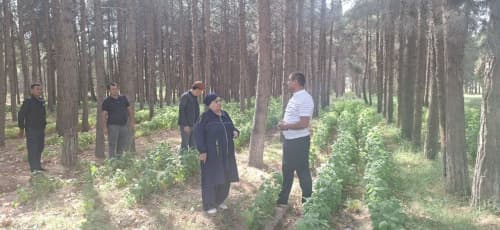 Сурхондарёда ўрмон хўжалиги фаолияти ўрганилди