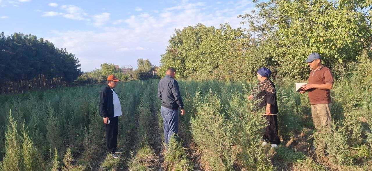 Сурхондарёда ўрмон хўжалиги фаолияти ўрганилди