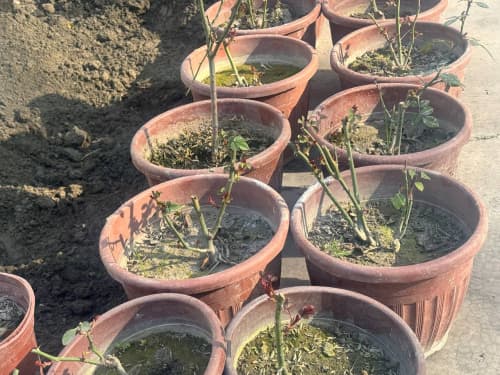 We started greening from ourselves!