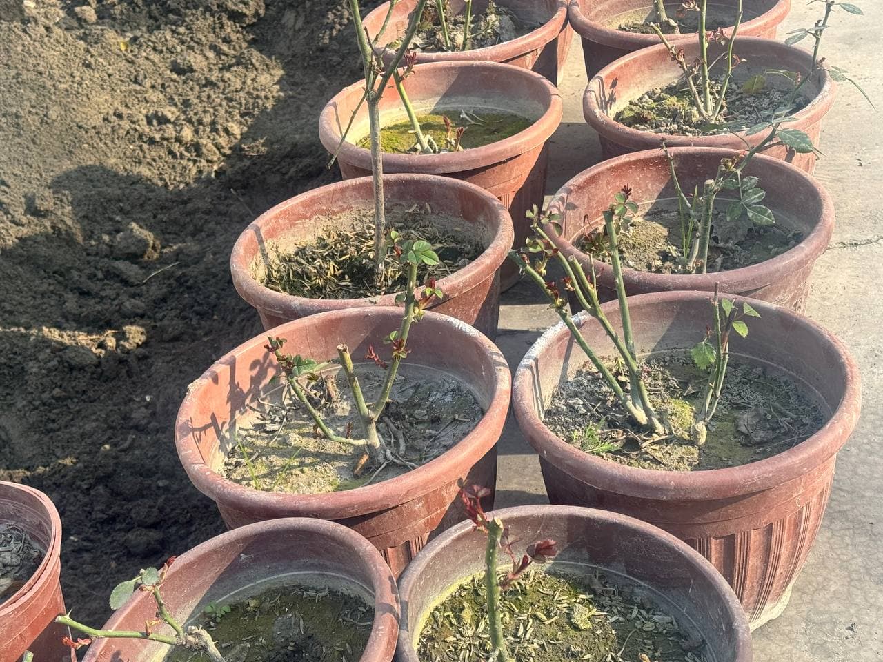 We started greening from ourselves!