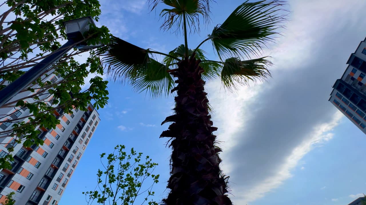 In Kokand’s “New Uzbekistan” residential area, landscaping and greening works are underway.