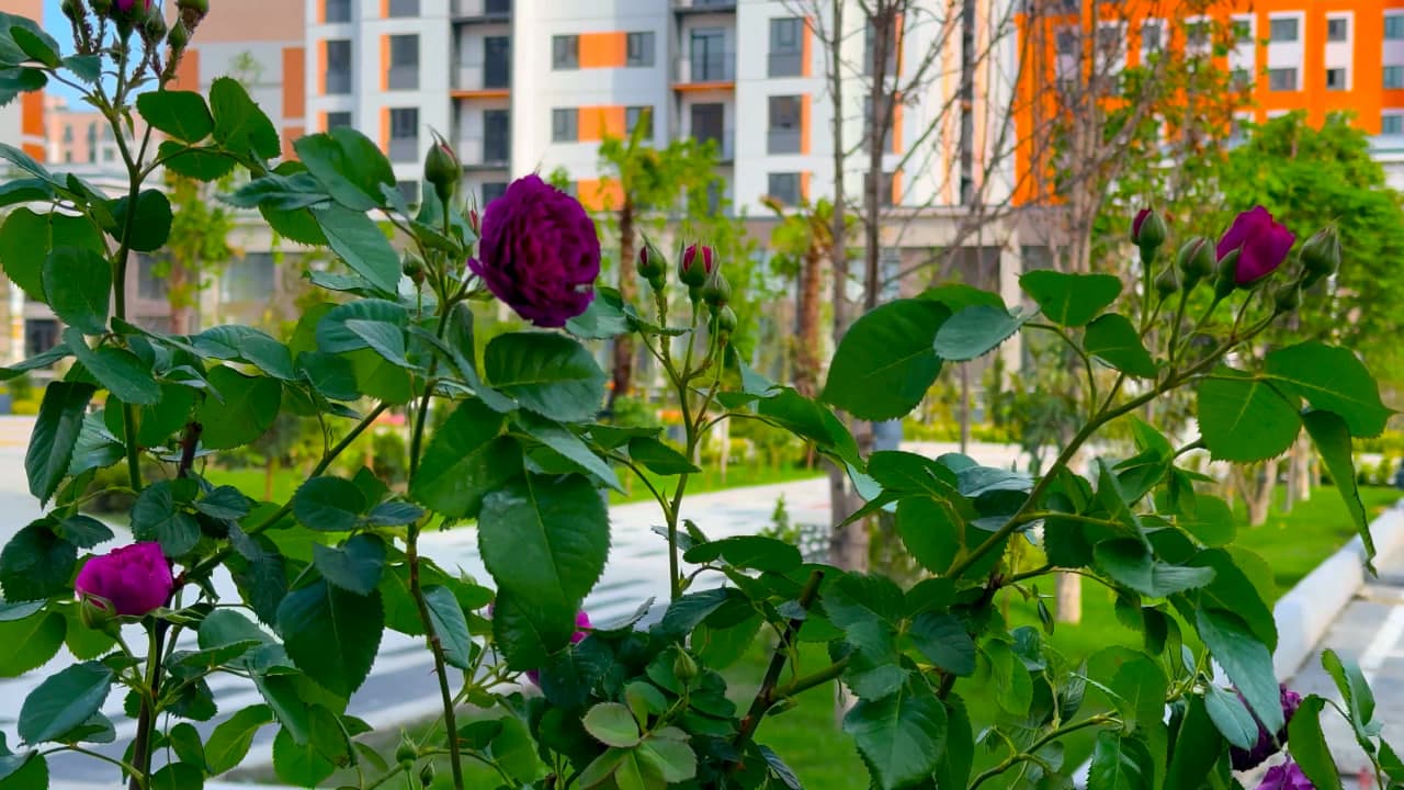 In Kokand’s “New Uzbekistan” residential area, landscaping and greening works are underway.