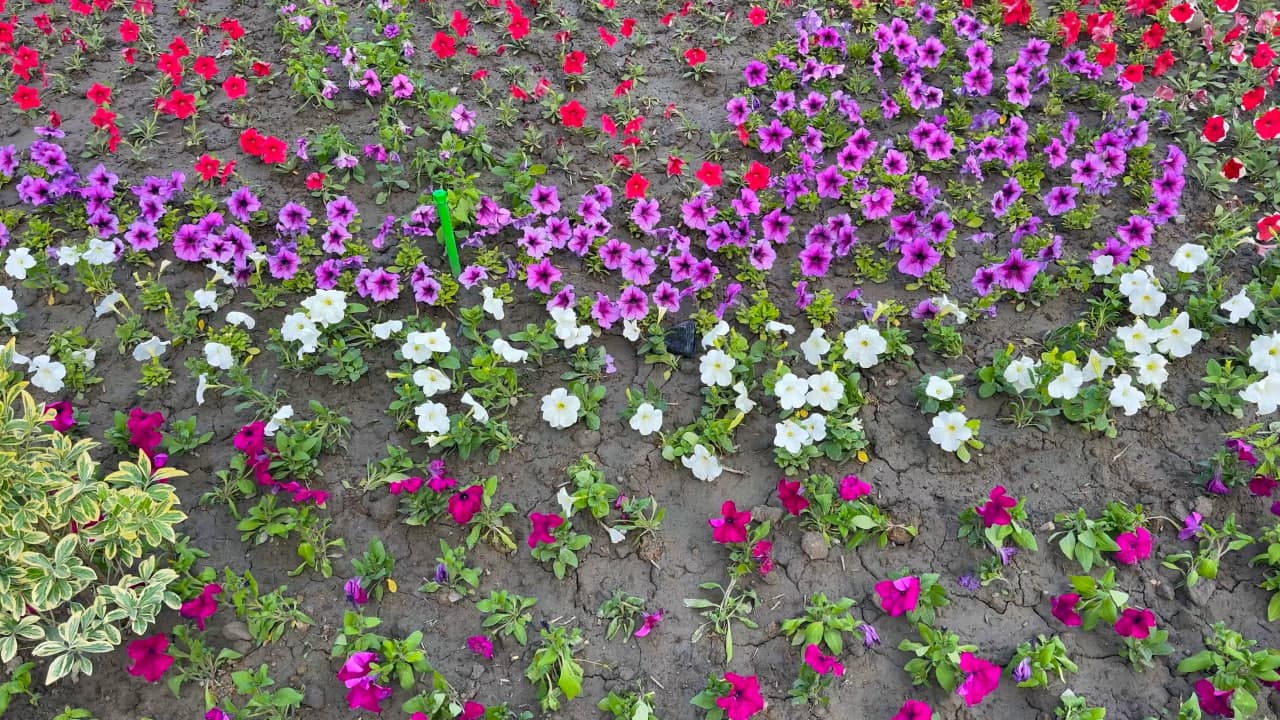 In Kokand’s “New Uzbekistan” residential area, landscaping and greening works are underway.