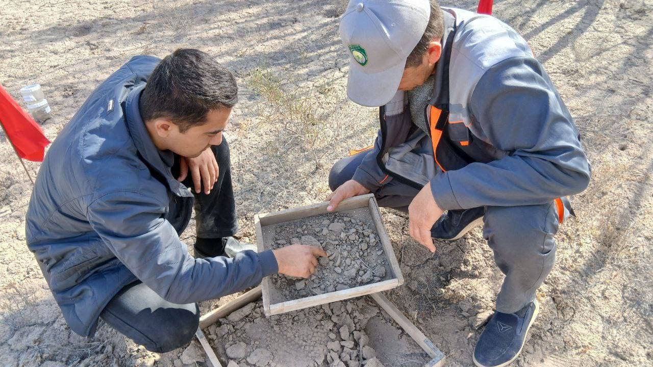 Qoraqalpogʻistonda chigirtka va tut parvonasiga qarshi monitoring boshlandi