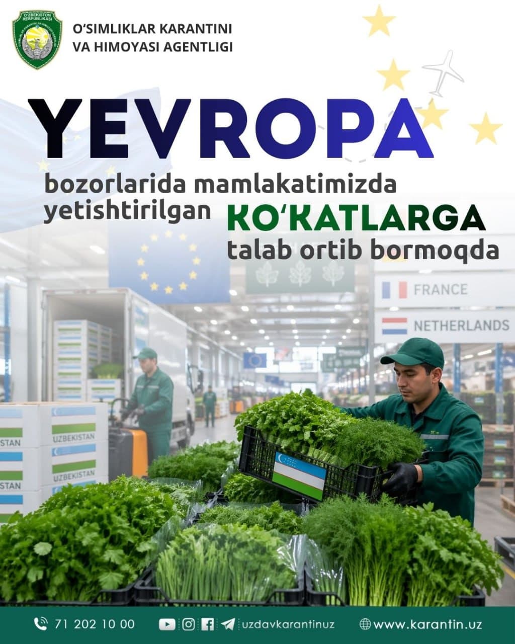 Yevropa bozorlarida mamlakatimizda yetishtirilgan ko‘katlarga talab ortib bormoqda