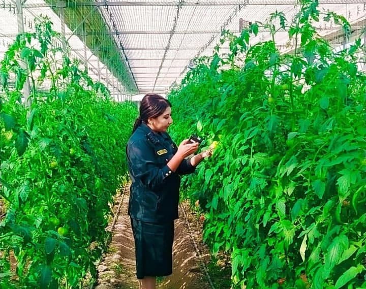 Bo‘stonliqda issiqxona va dala maydonlarida fitosanitar monitoring o‘tkazilmoqda