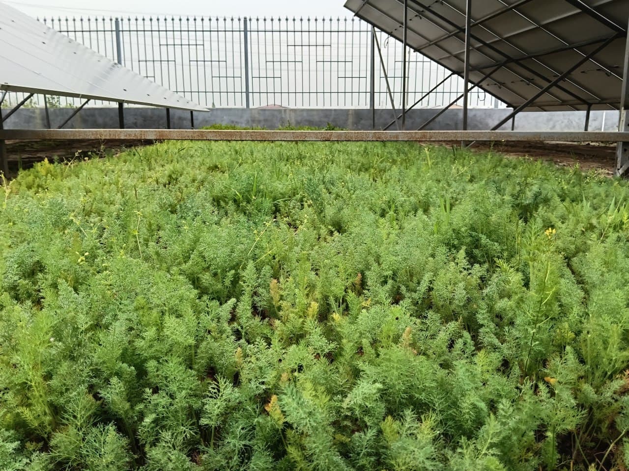 OBOD VA YASHIL KELAJAK SARI