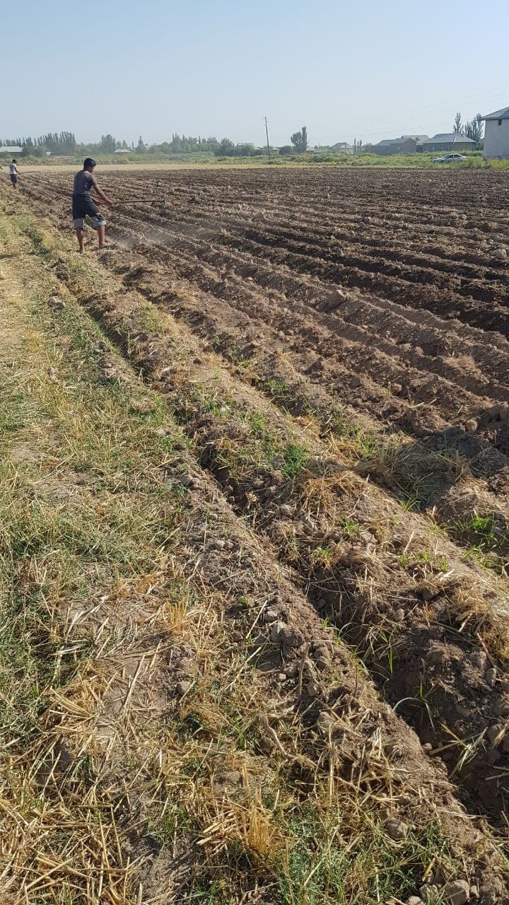 Yakkabog‘ tumanida kartoshka ekin ishlari faol davom etmoqda