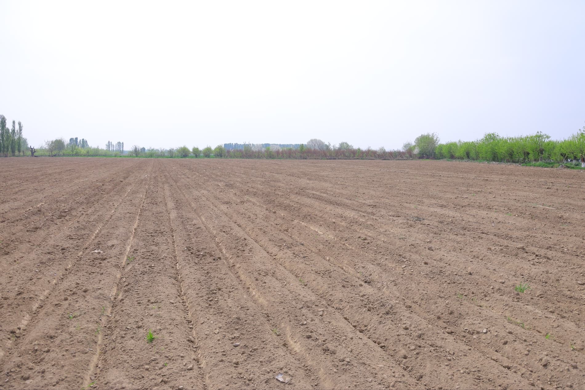 Чустда чигит униб чиқди: эрта эккан эрта хирмон уяди.