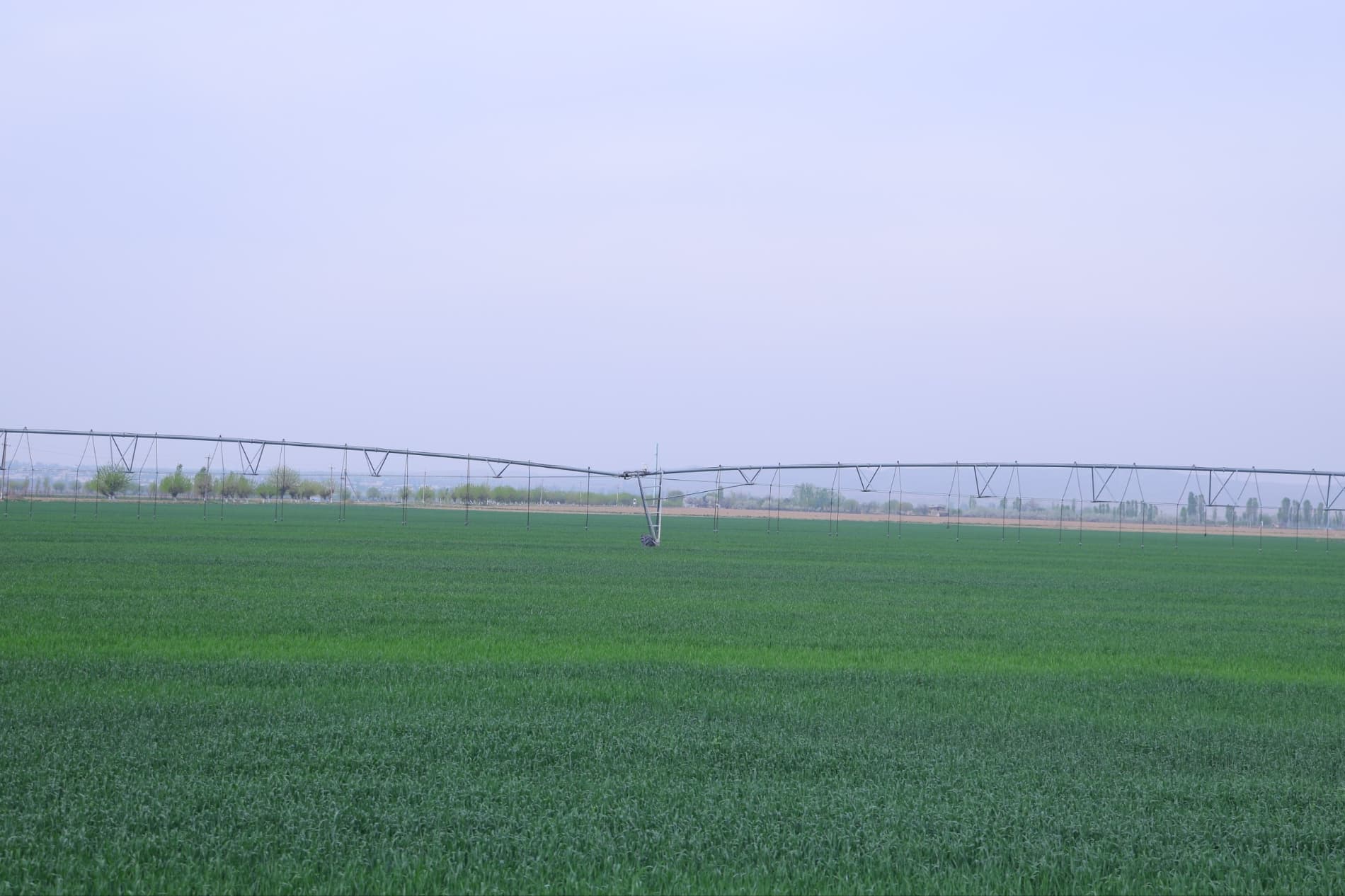 Чустда чигит униб чиқди: эрта эккан эрта хирмон уяди.