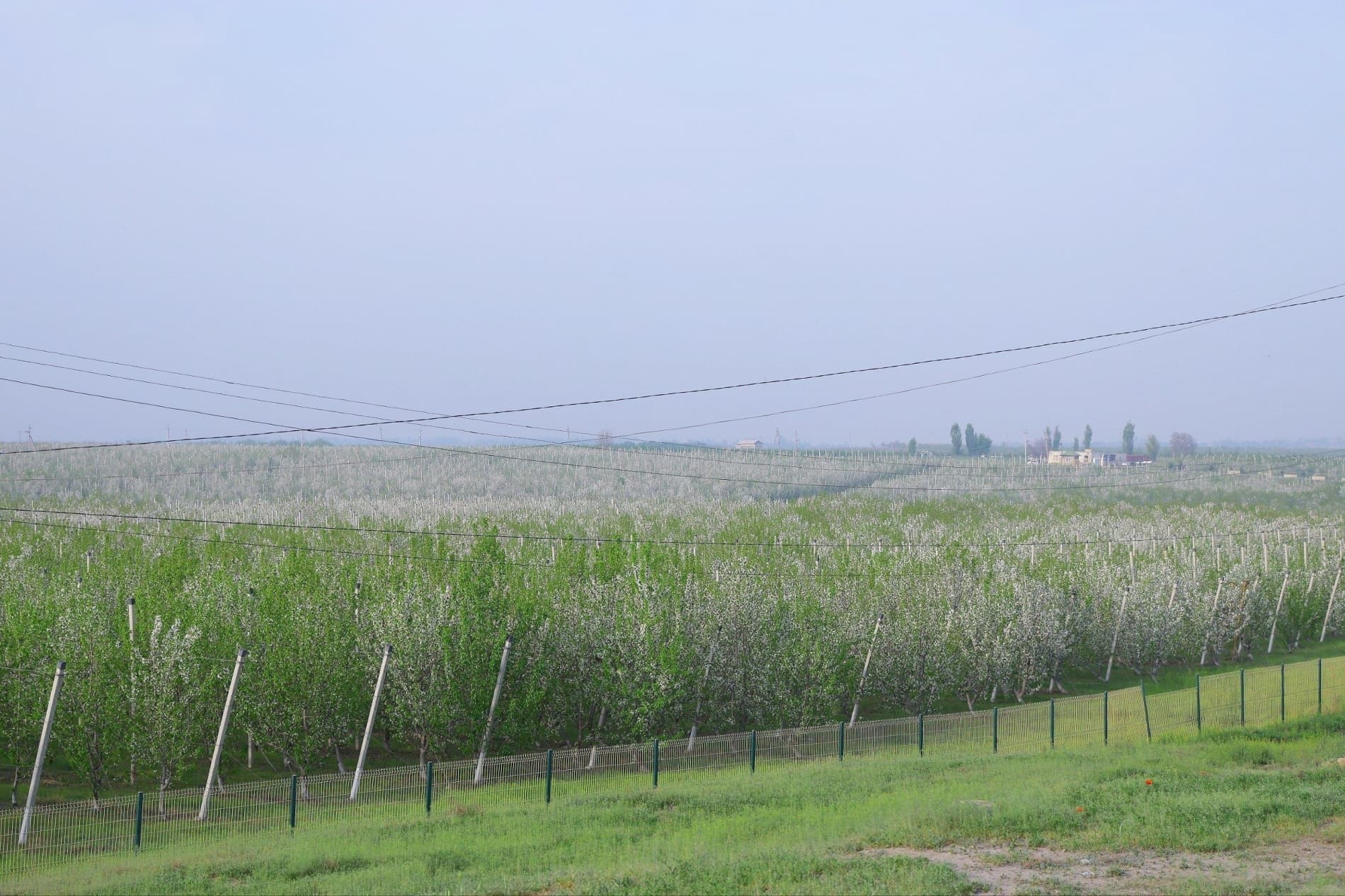 Баҳорги юмушлар — чигит экиш ва ғаллага сув беришни тезлатиш керак!