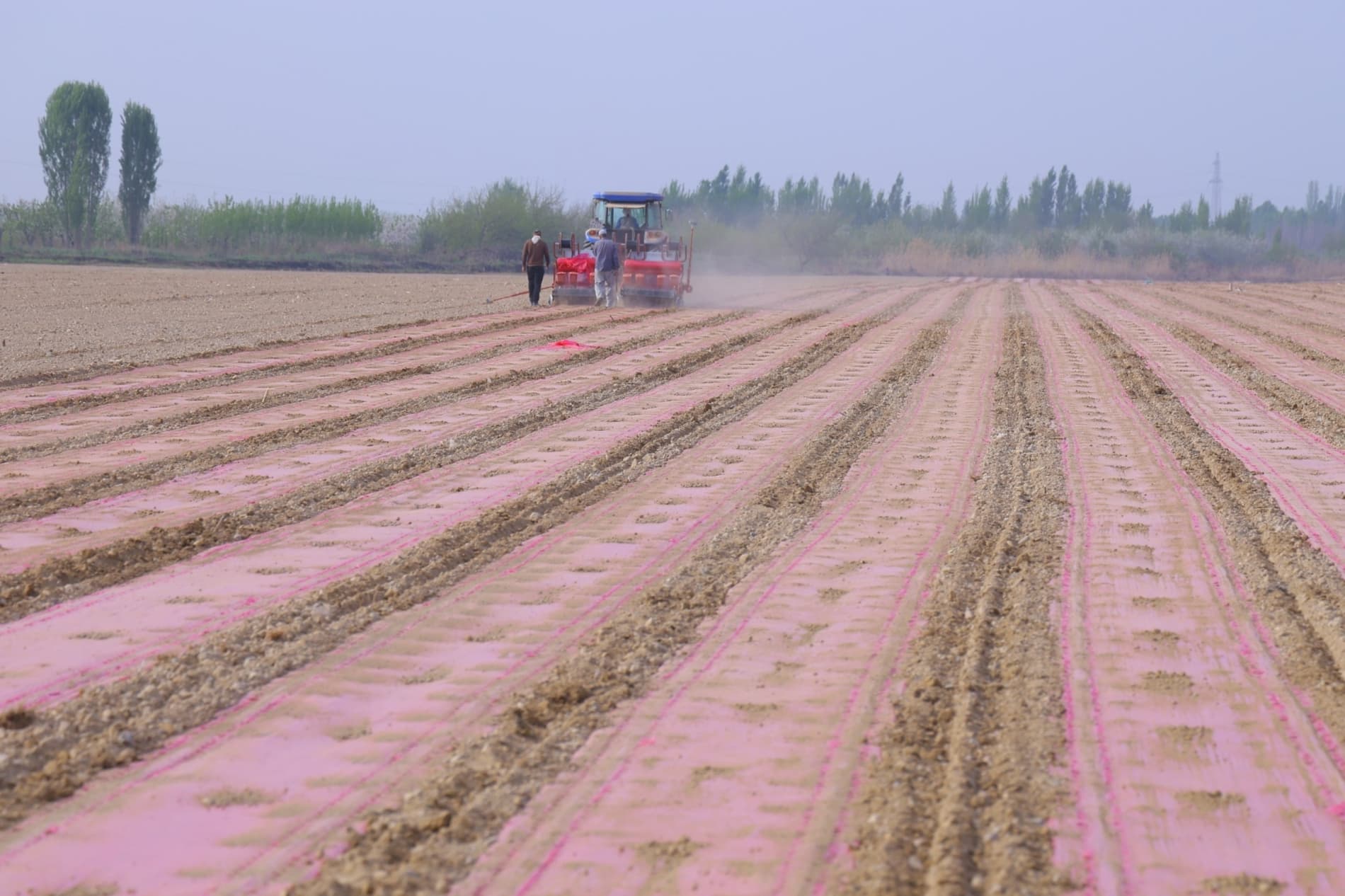 Баҳорги юмушлар — чигит экиш ва ғаллага сув беришни тезлатиш керак!