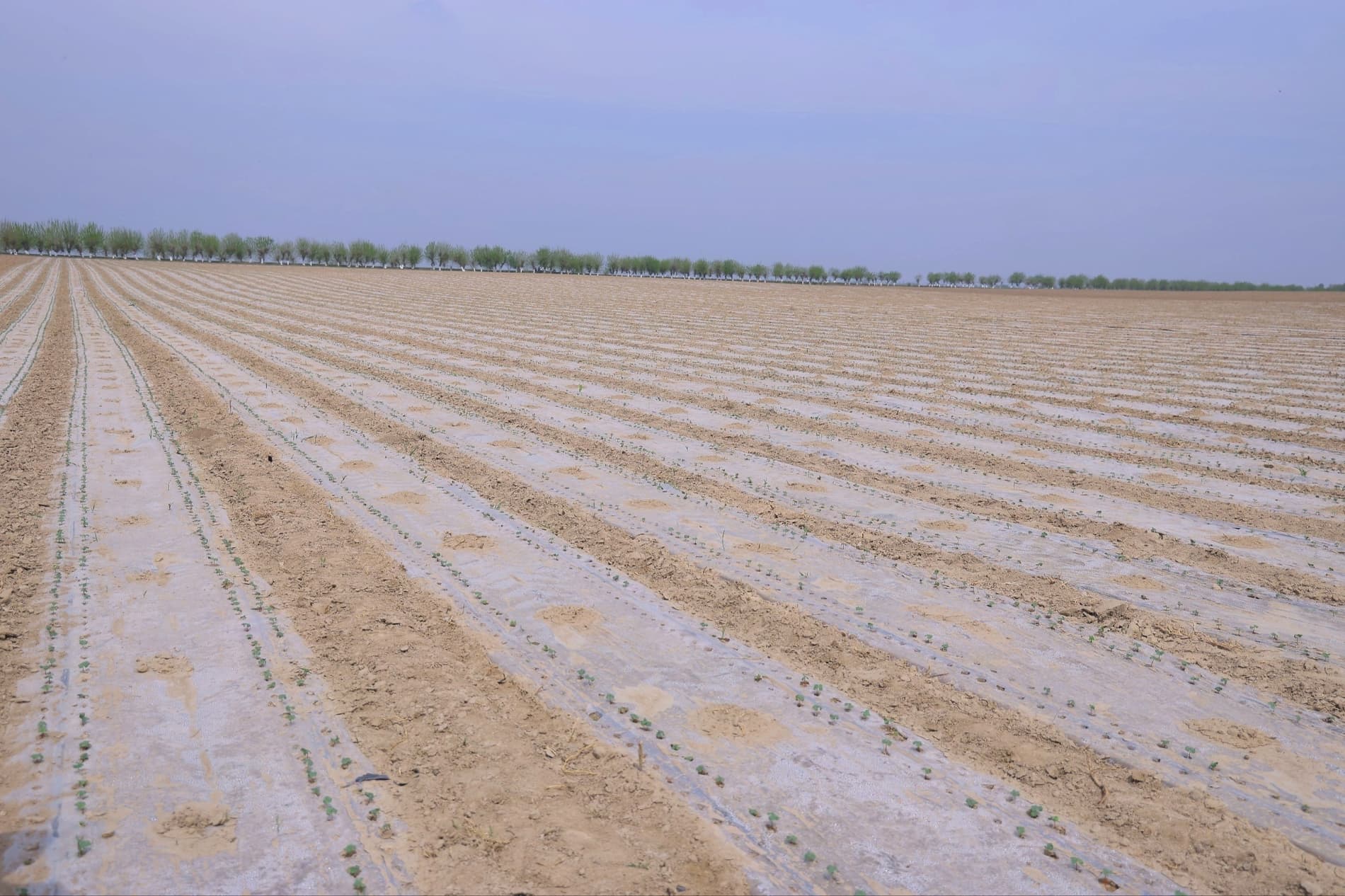 Чустда чигит униб чиқди: эрта эккан эрта хирмон уяди.