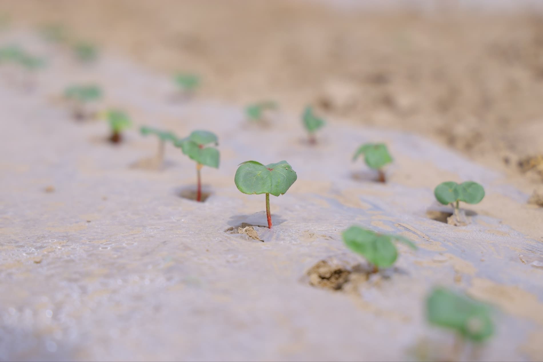 Чустда чигит униб чиқди: эрта эккан эрта хирмон уяди.