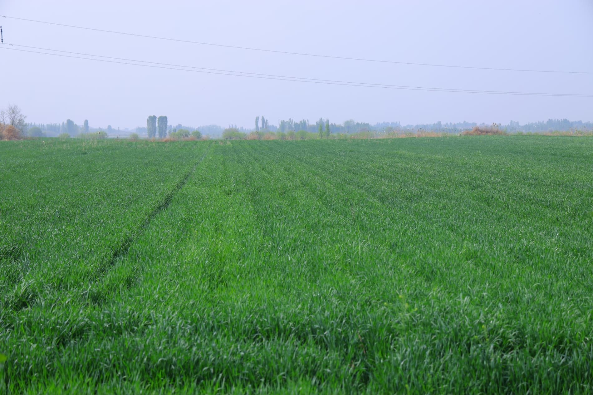 Баҳорги юмушлар — чигит экиш ва ғаллага сув беришни тезлатиш керак!