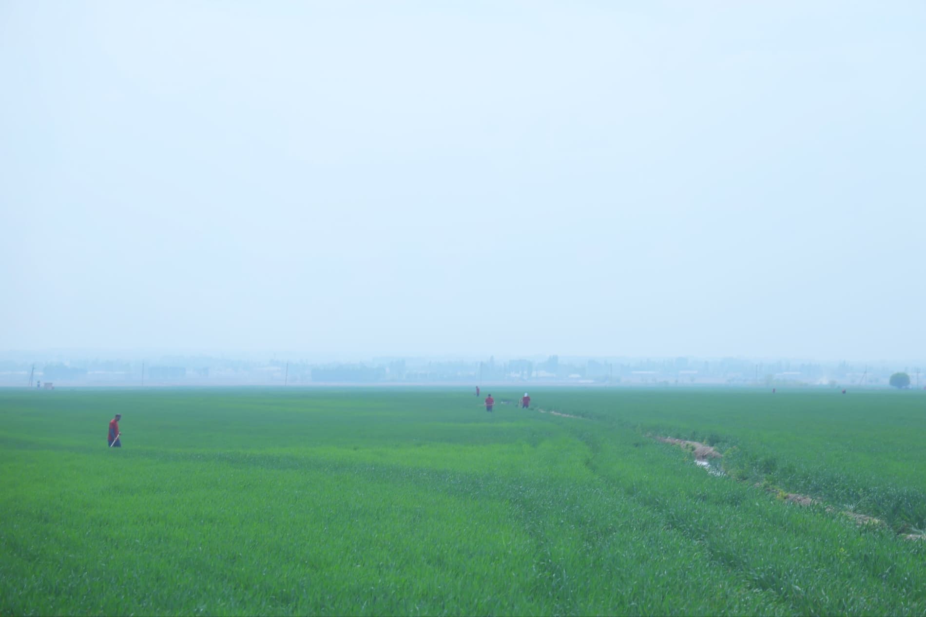 Чустда чигит униб чиқди: эрта эккан эрта хирмон уяди.