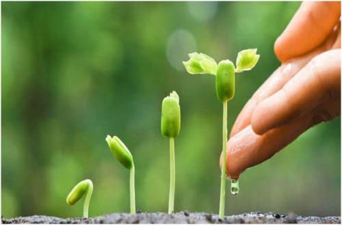 Mutaxassis tavsiyasi: Oqqanot zararkunandasini yo‘q qilishning biologik va kimyoviy usullari