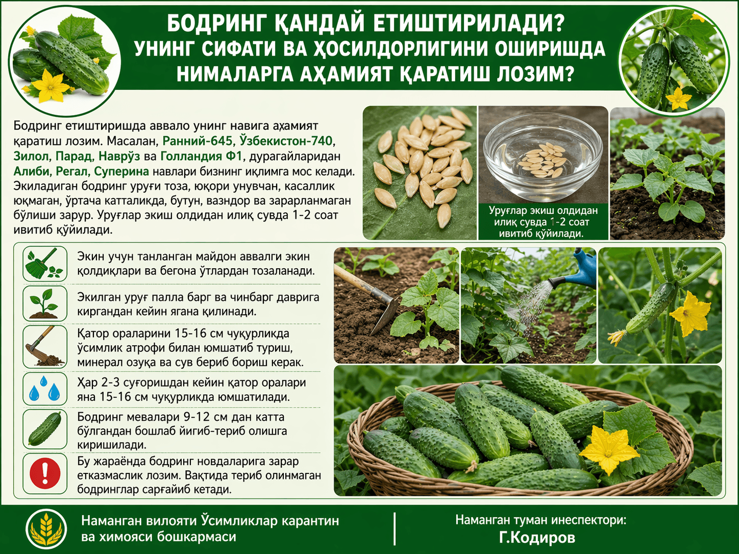 Бодринг етиштириш ва юқори ҳосил олиш бўйича мутахассис тавсиялари