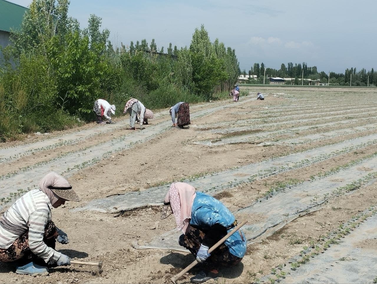 Наманган туманида ғўзага биринчи комплекс ишлов бериш ишлари давом этмоқда.