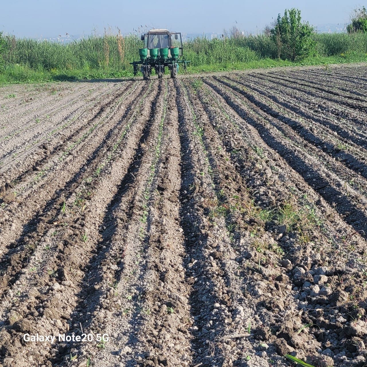 Наманган туманида агротехник ишлар назорат асосида олиб борилмоқда
