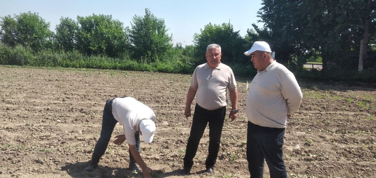 Наманган туманида агротехник ишлар назорат асосида олиб борилмоқда