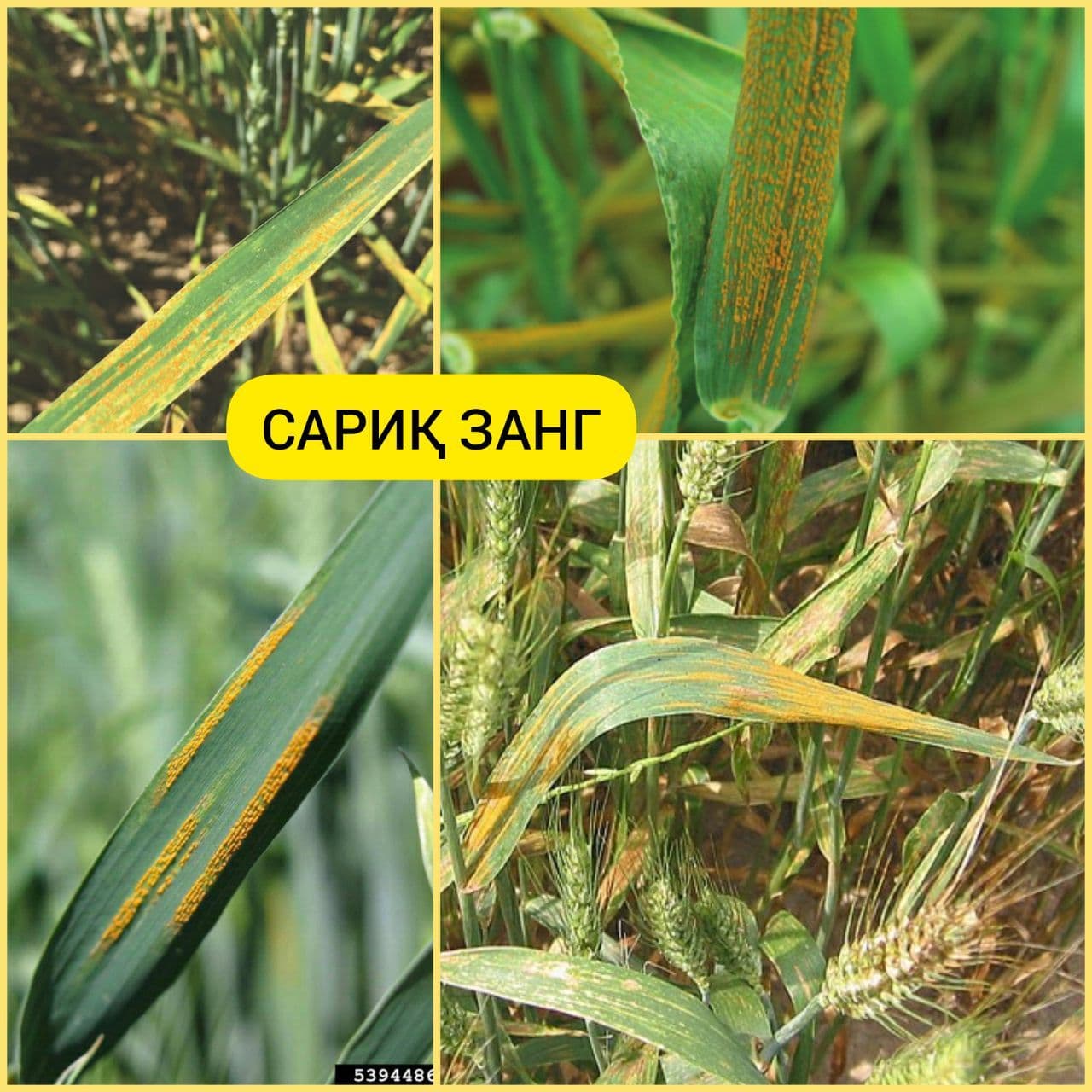 Болезни пшеницы