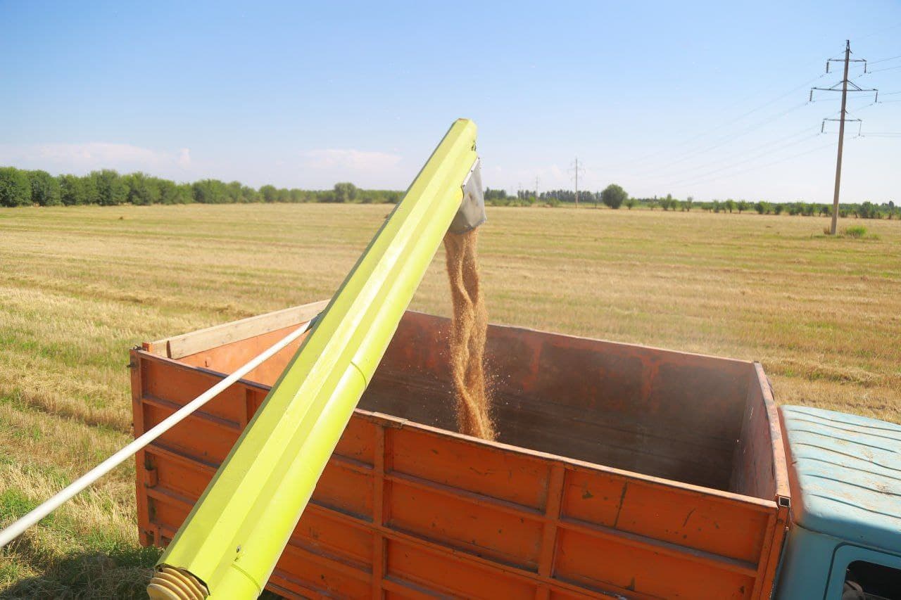 В Чартаке быстрыми темпами продолжается уборка урожая зерновых