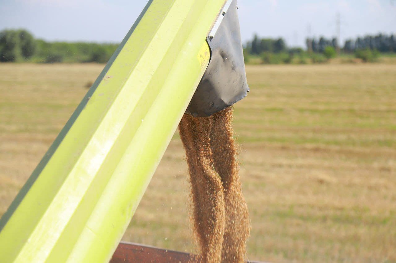В Чартаке быстрыми темпами продолжается уборка урожая зерновых