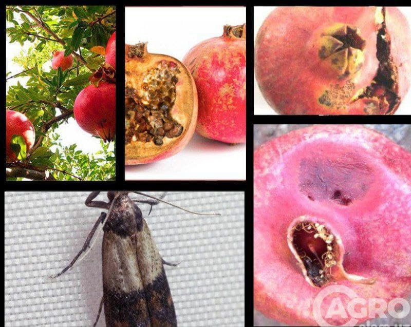 Anor mevaxo‘ri - Euzophera punicayella Mooze