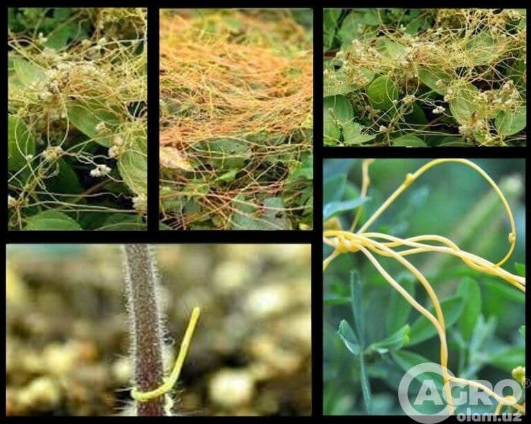 Зарпечак ҳақида