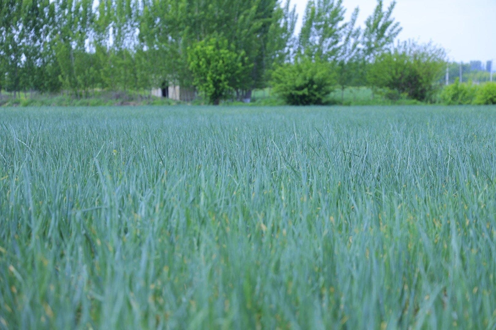 Yosh dehqonlar mehnati — yuksak daromad va yangi imkoniyatlar