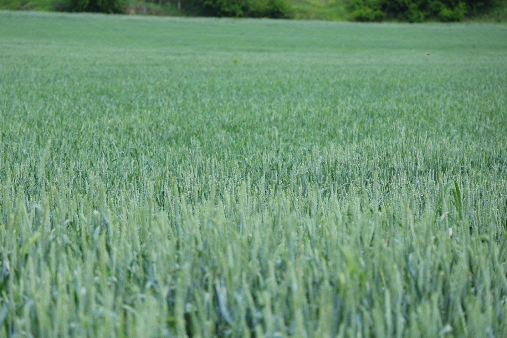 Чортоқ туманида ғалла ўрим комбайнлари мавсумга шай ҳолатга келтирилди