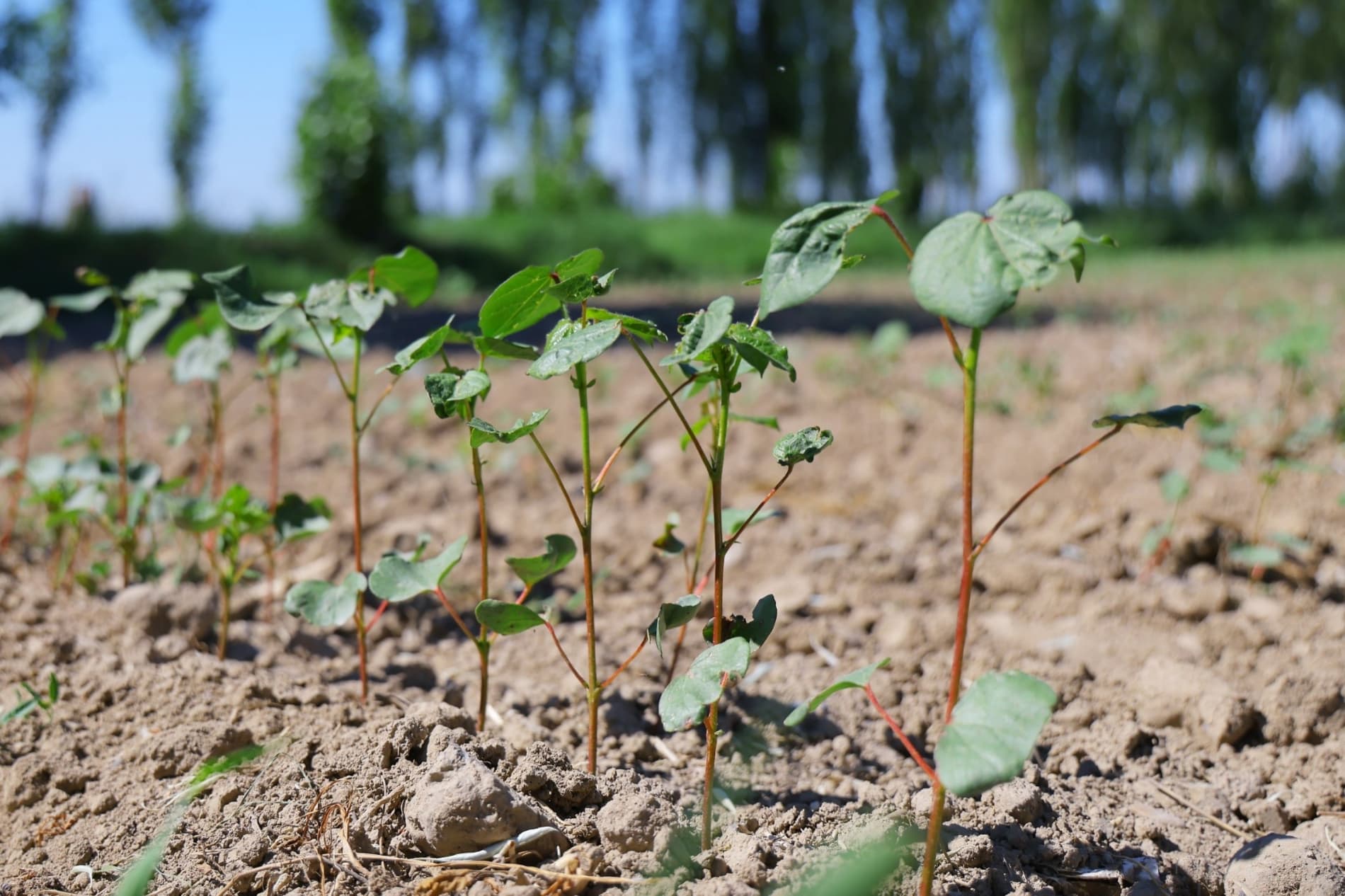 Hosil taqdiri — agrotexnik tadbirlar sifatiga bogʻliq