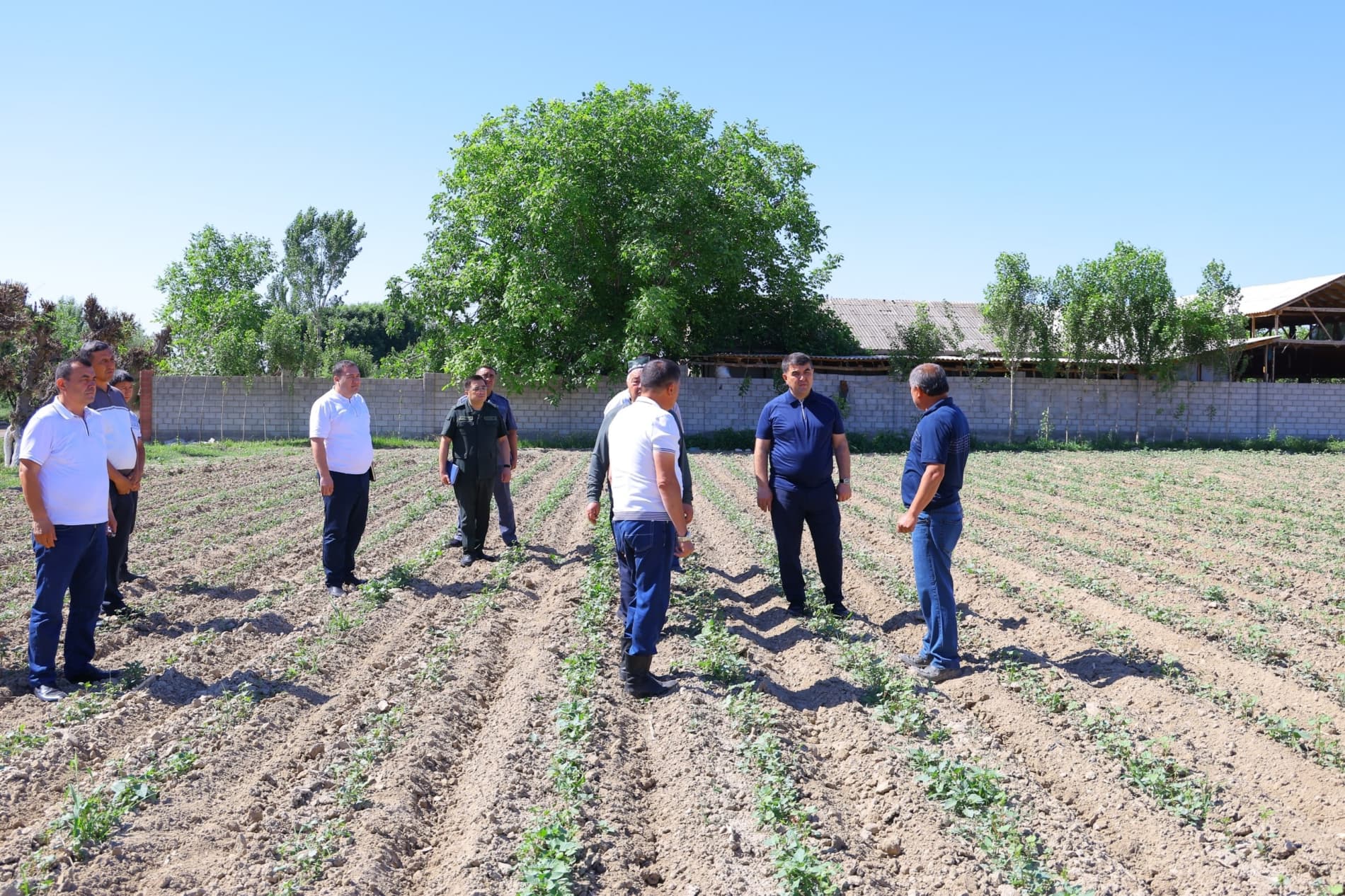 Hosil taqdiri — agrotexnik tadbirlar sifatiga bogʻliq