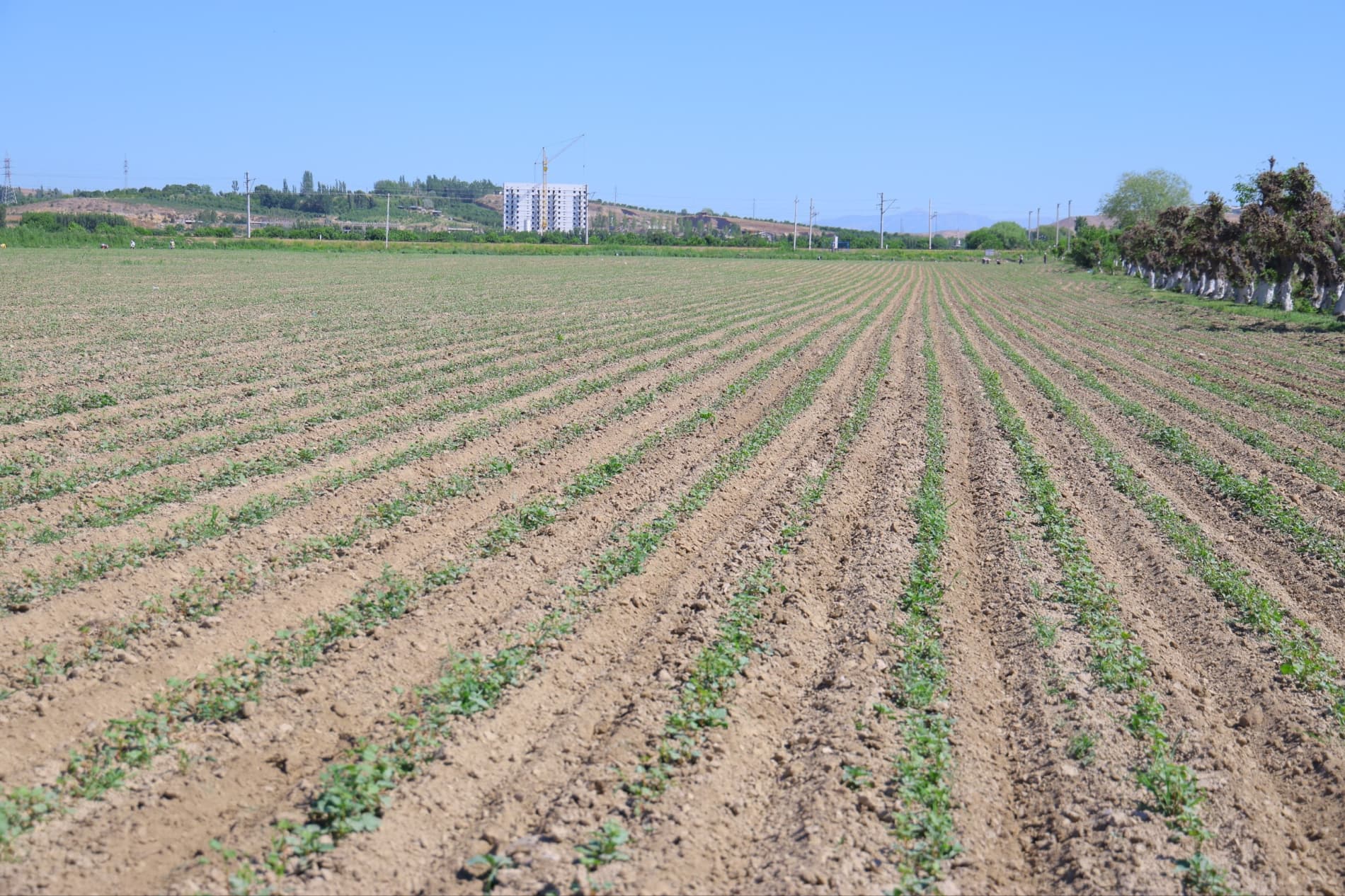 Hosil taqdiri — agrotexnik tadbirlar sifatiga bogʻliq