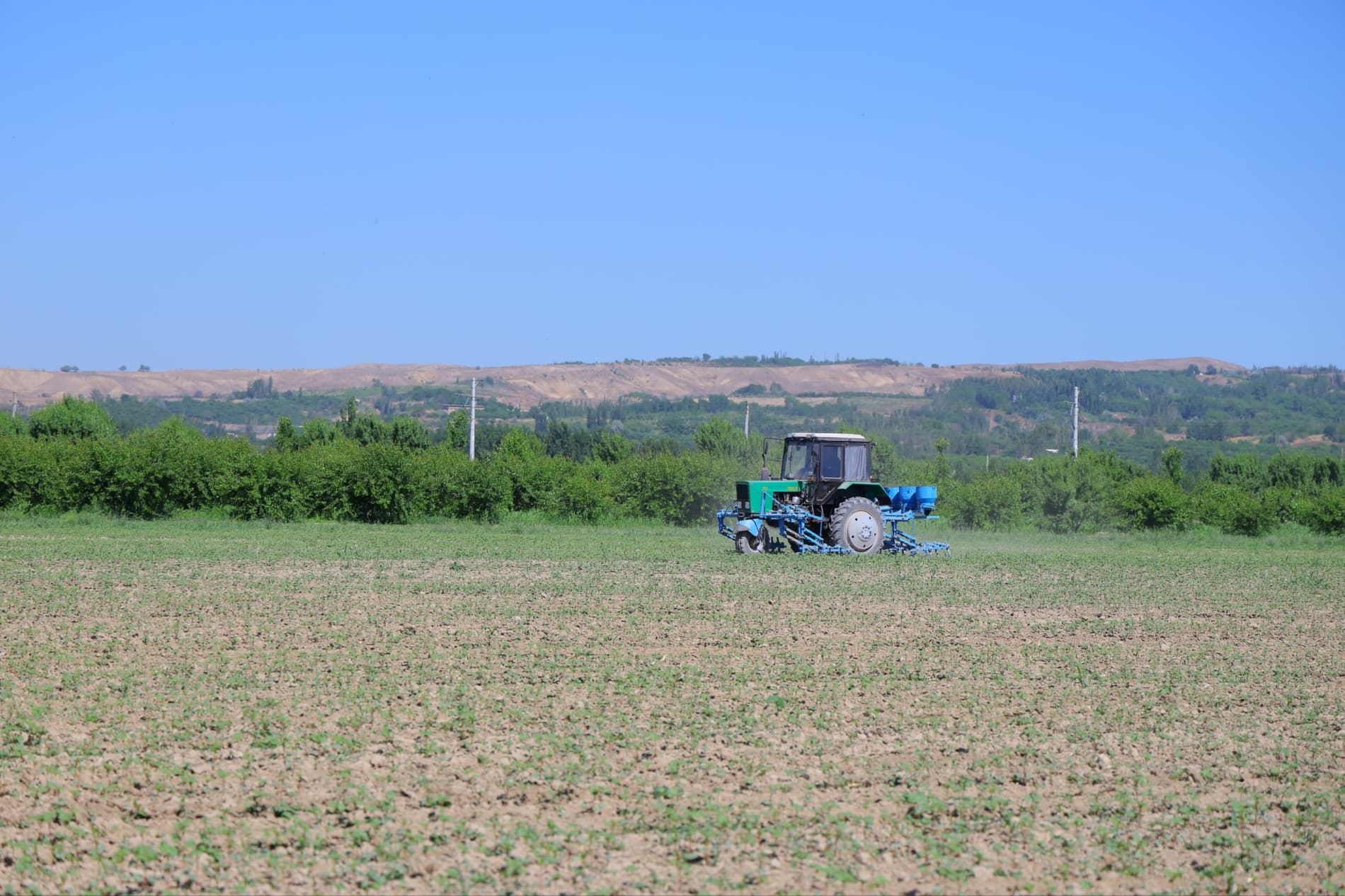 Hosil taqdiri — agrotexnik tadbirlar sifatiga bogʻliq