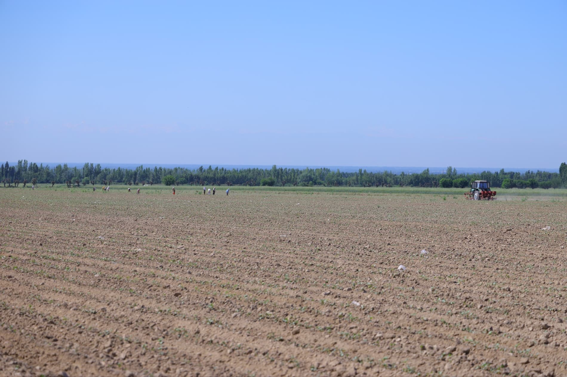 Hosil taqdiri — agrotexnik tadbirlar sifatiga bogʻliq
