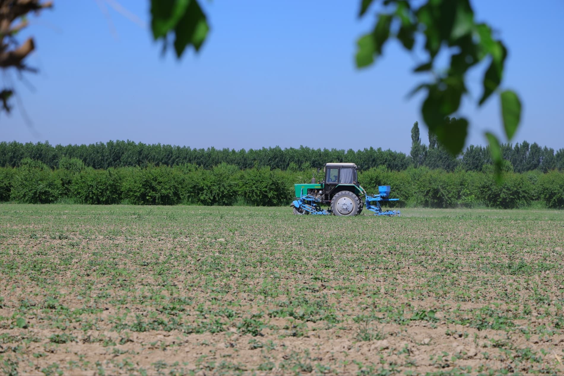 Hosil taqdiri — agrotexnik tadbirlar sifatiga bogʻliq